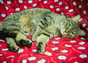 Pet of the Week: Norm