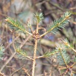 Photos by John Winters, Alaska Division of Forestry. A close-up of a spruce tree damaged by spruce aphids shows healthy needles compared to bare branches.