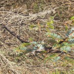 Cold may curtail spruce aphids