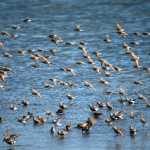 Dunlins
