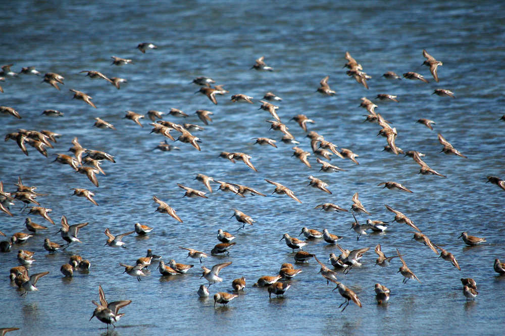 Dunlins