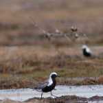 Black-bellied plover