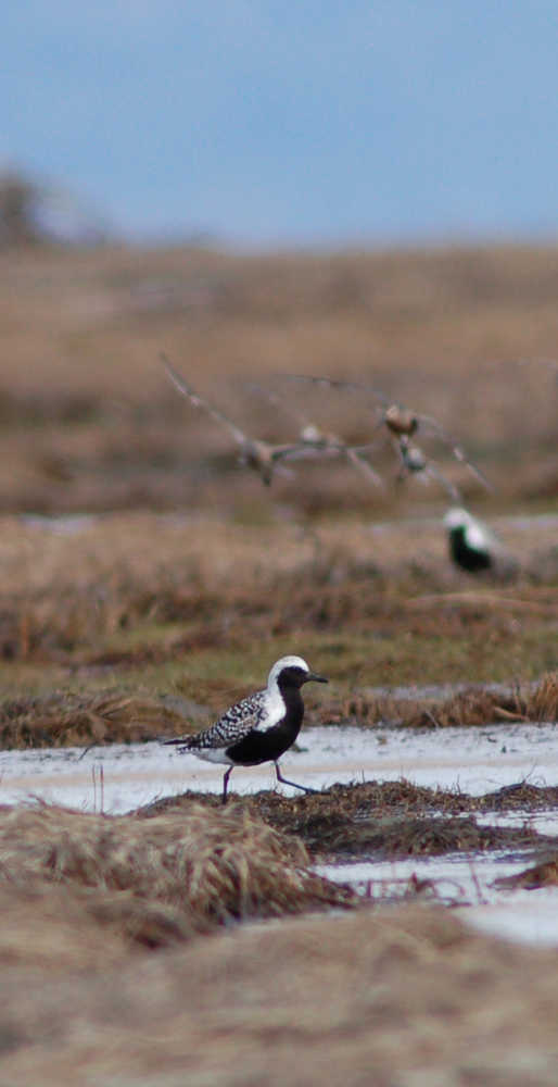 Black-bellied plover