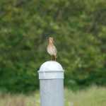 A Wilson's snipe.