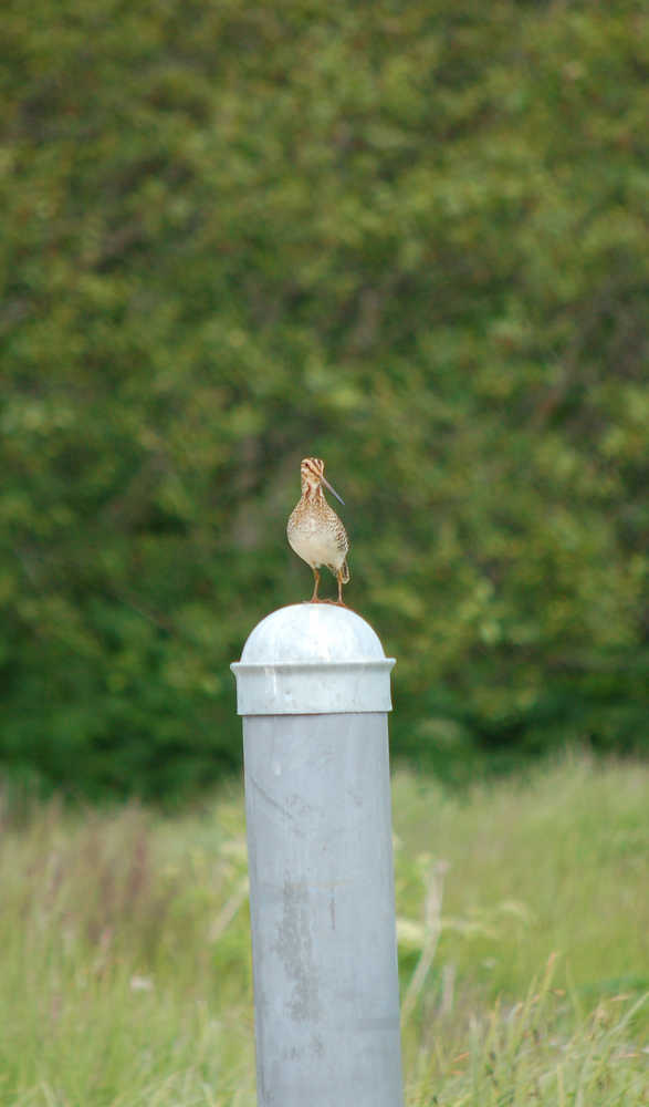 A Wilson's snipe.