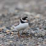 A semi-palmated plover.