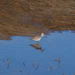 Yellowlegs