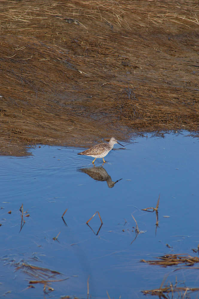 Yellowlegs