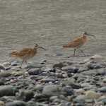 Whimbrels