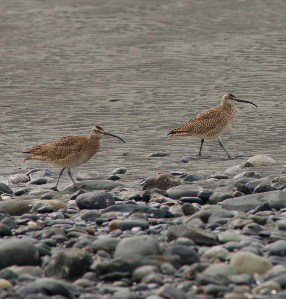 Whimbrels