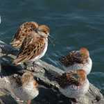 Western sandpipers
