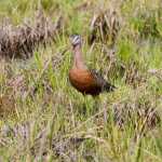 Hudsonian godwit