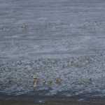 Top 10 shorebirds sure to delight