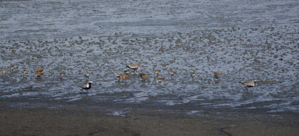 Black-bellied plovers, dunlins and short-billed dowitchers feed in Mud Bay on the outgoing high tide about 2:30 p.m. last Friday.