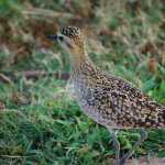 A Pacific golden plover in its winter plumage in Hawaii.