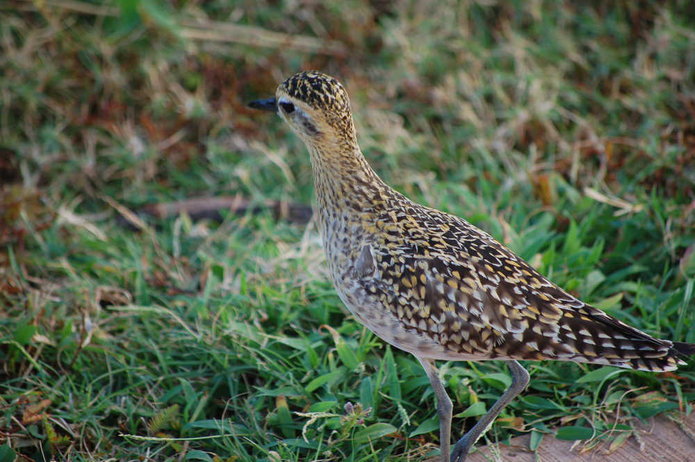 A Pacific golden plover in its winter plumage in Hawaii.