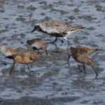 Black-bellied plovers, dunlins and short-billed dowitchers feed in Mud Bay on the outgoing high tide about 2:30 p.m. last Friday.
