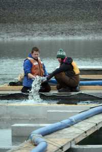 Jay Calvert left, and Meagan DeBenedetto, right, hold a pipe distributing silver salmon fry into pens at the Nick Dudiak Fishing Lagoon last Thursday. About 130,000 fry were put into the pens. Calvert is a doctoral student at the Ulster University in Northern Ireland. He is a Fulbright Scholar and is here Alaska working with Alaska Pacific University biology environmental science professor Bradley Harris of on a seabed mapping project. DeBenedetto is an undergraduate student at APU. They were with a group of 14 APU students working with the Alaska Department of Fish and Game on various projects.