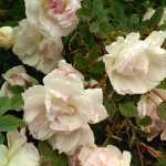 Photos by Rosemary Fitzpatrick