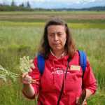 Carmen Field holds up a stalk of wild celery on an Estuary Walk tour in July 2011.-Homer News file photo