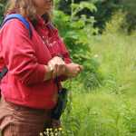 Carmen Field holds a stalk of yarrow and explains its medicinal uses during an Estuary Walk in July 2011.-Homer News file photo