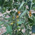 Tomato plants grow in one of Synergy Gardens' high tunnels. Despite the cooler Alaskan temperatures, which make the leaves curl in on themselves, the ripe tomatoes have an intensely sweet flavor.