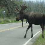 A bull moose starts to cross FAA Drive - the road to the airport - about 3:40 p.m. last Thursday.