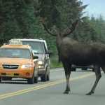 A bull moose causes a traffic jam about 3:40 p.m. last Thursday on FAA Drive, the road to the airport.
