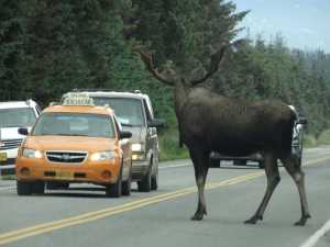 A bull moose causes a traffic jam about 3:40 p.m. last Thursday on FAA Drive, the road to the airport.