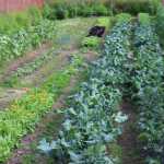 Synergy Gardens grow heartier crops, such as kale, lettuce and peas, that can withstand the cold Alaska summer nights in an open garden plot.