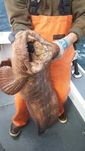 Strange fish found in deep waters