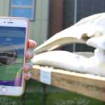 Kachemak Bay Campus' gray whale skull is a Pokestop, located just across from the Pioneer Hall stop.