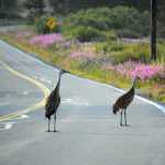 Two sandhill cranes block the road on Diamond Ridge Road early Wednesday morning.