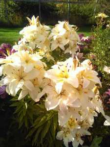 Want to be a happy gardener? Think small