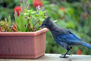 A Steller's jay fledgling sits on a deck railing on Diamond Ridge.