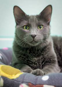 Pet of the Week: Norm