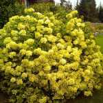 Hydrangea paniculata