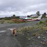 A Smokey Bay Air Cessna 207 lies next to bollards protecting a service hatch near the Nanwalek Airport. The plane crashed on Tuesday morning. No passengers were on board and the pilot escaped injury.