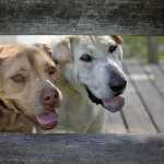 'My Old Dog': Read it and be inspired