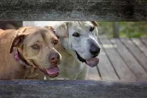 'My Old Dog': Read it and be inspired