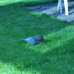A Steller's jay shot with a blowgun dart feeds on the lawn near Dr. Ralph Broshe's home. Broshes was able to capture this jay and another shot jay and successfully remove the darts. The jays were released back into the wild.