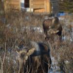 Best Bets, week of March 9