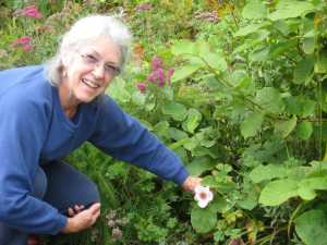 Thank climate change for magnolia blooms in Homer