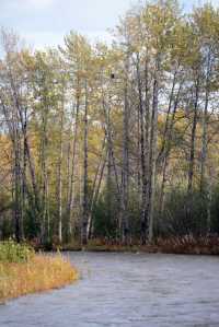 A bald eagle perches in a birch tree along the Anchor River last Thursday.