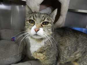 Meet Sara, Pet of the week