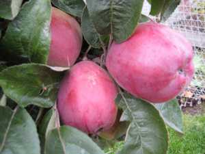 Apple tree produces fruit this year