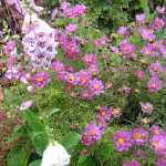 Apple tree produces fruit this year