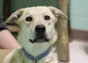 Pet of the Week: Norm