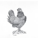 Spruce Grouse