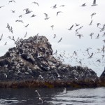 Part of the Center for Alaskan Coastal Studies tour, Ocean Connection, includes a visit to the seabird rookery at Gull Island. It also includes a visit to an oyster farm, but otherwise is open ended.-Photo by Michael Armstrong, Homer News